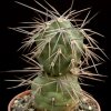 Tephrocactus_alexanderi_5